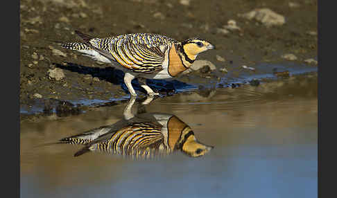 Spießflughuhn (Pterocles alchata)