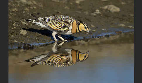 Spießflughuhn (Pterocles alchata)