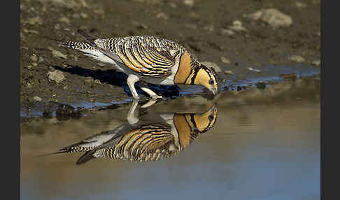 Spießflughuhn (Pterocles alchata)