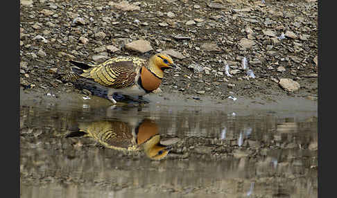 Spießflughuhn (Pterocles alchata)