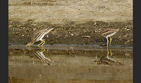 Triel (Burhinus oedicnemus)