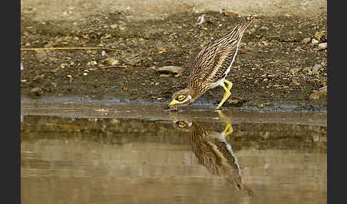 Triel (Burhinus oedicnemus)