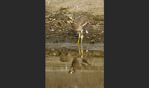 Triel (Burhinus oedicnemus)