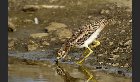 Triel (Burhinus oedicnemus)