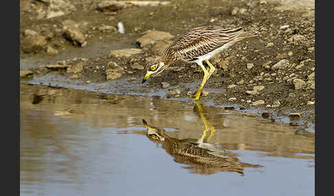 Triel (Burhinus oedicnemus)