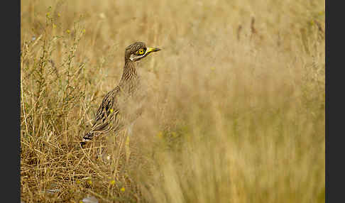 Triel (Burhinus oedicnemus)