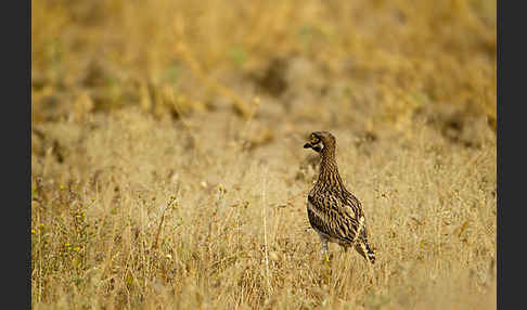 Triel (Burhinus oedicnemus)