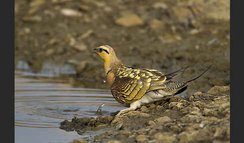 Spießflughuhn (Pterocles alchata)