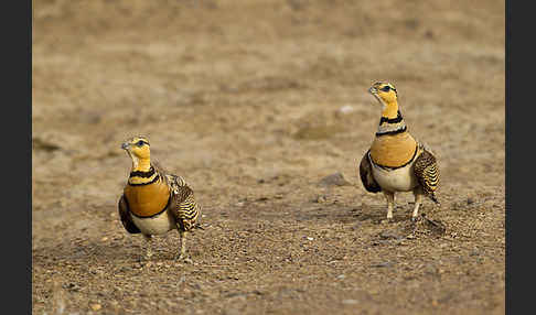 Spießflughuhn (Pterocles alchata)