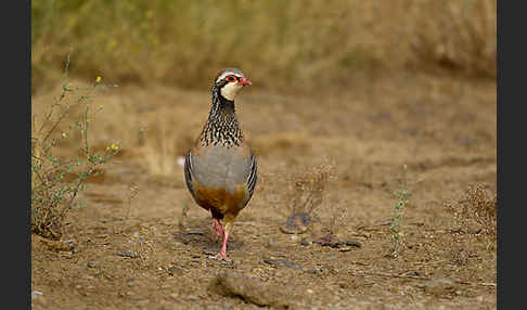 Rothuhn (Alectoris rufa)