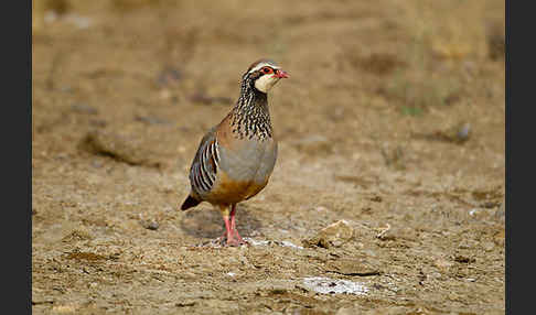 Rothuhn (Alectoris rufa)