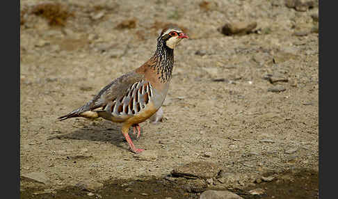 Rothuhn (Alectoris rufa)