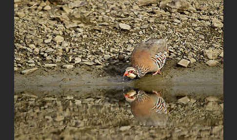 Rothuhn (Alectoris rufa)