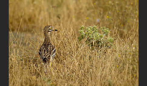 Triel (Burhinus oedicnemus)