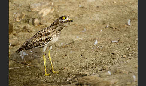 Triel (Burhinus oedicnemus)