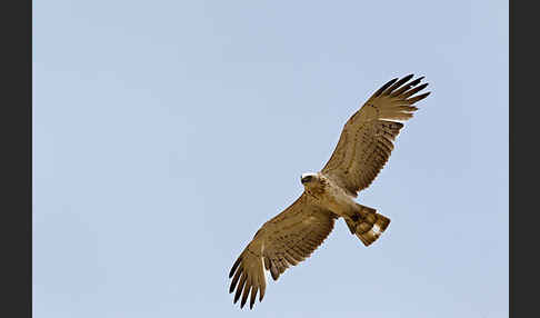 Schlangenadler (Circaetus gallicus)