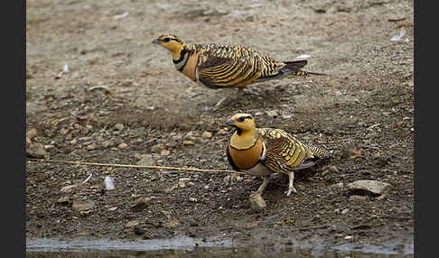 Spießflughuhn (Pterocles alchata)