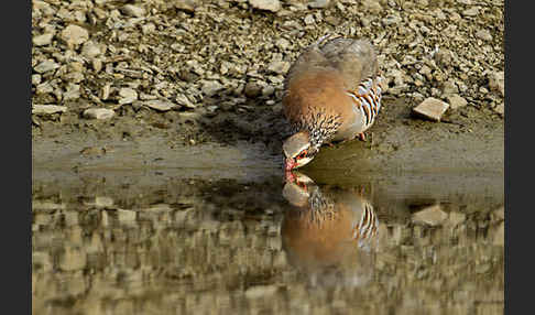 Rothuhn (Alectoris rufa)