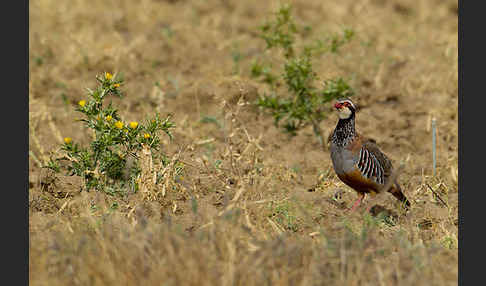 Rothuhn (Alectoris rufa)