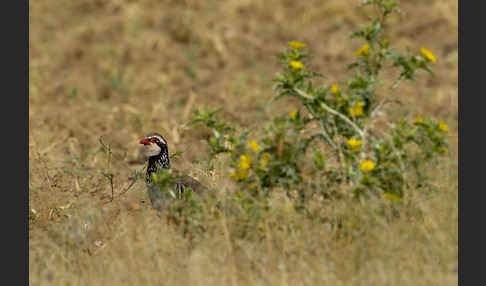 Rothuhn (Alectoris rufa)