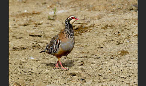 Rothuhn (Alectoris rufa)