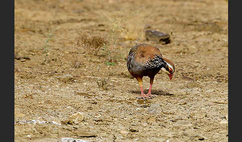 Rothuhn (Alectoris rufa)