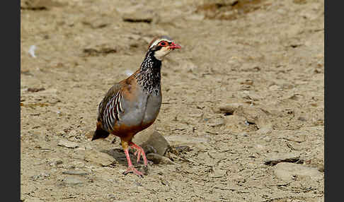 Rothuhn (Alectoris rufa)