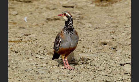 Rothuhn (Alectoris rufa)