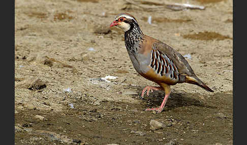 Rothuhn (Alectoris rufa)