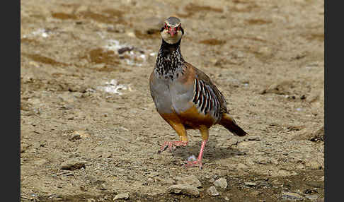 Rothuhn (Alectoris rufa)