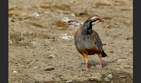 Rothuhn (Alectoris rufa)