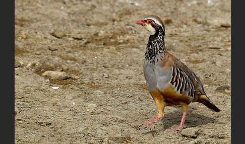 Rothuhn (Alectoris rufa)