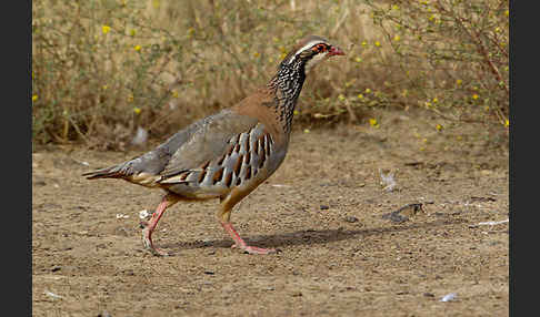 Rothuhn (Alectoris rufa)