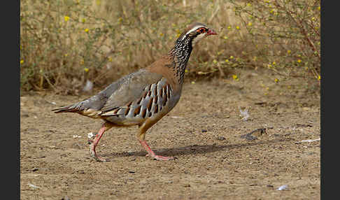 Rothuhn (Alectoris rufa)