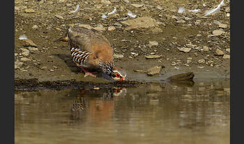 Rothuhn (Alectoris rufa)