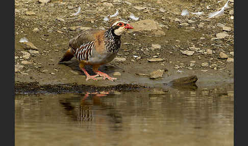 Rothuhn (Alectoris rufa)