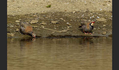 Rothuhn (Alectoris rufa)