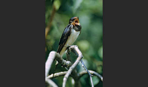 Rauchschwalbe (Hirundo rustica)