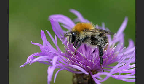 Ackerhummel (Bombus pascuorum)