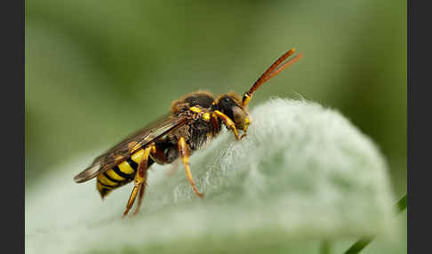 Rothaarige Wespenbiene (Nomada lathburiana)