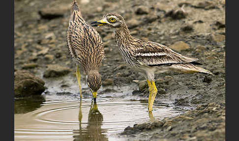 Triel (Burhinus oedicnemus)