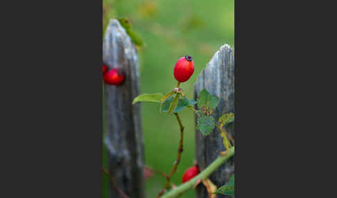 Hunds-Rose (Rosa canina)