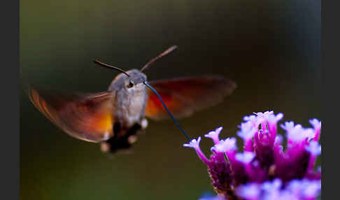 Taubenschwänzchen (Macroglossum stellatarum)