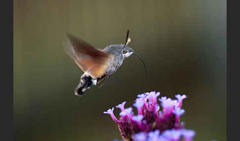 Taubenschwänzchen (Macroglossum stellatarum)