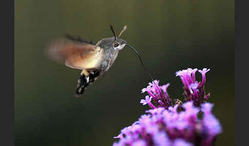 Taubenschwänzchen (Macroglossum stellatarum)