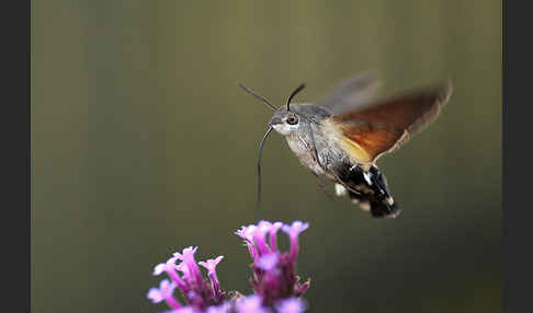 Taubenschwänzchen (Macroglossum stellatarum)