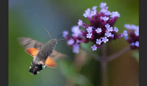 Taubenschwänzchen (Macroglossum stellatarum)