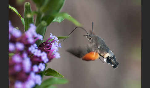 Taubenschwänzchen (Macroglossum stellatarum)