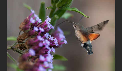 Taubenschwänzchen (Macroglossum stellatarum)