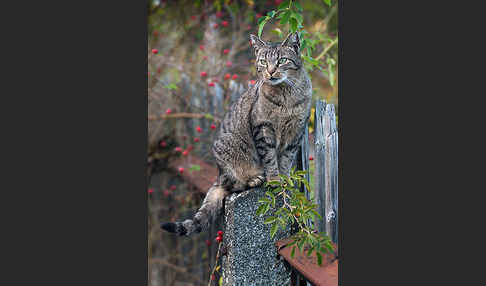 Hauskatze (Felis silvestris forma catus)